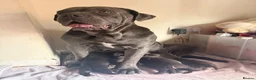 Mixed Breed dogs for sale: Gorgeous cane corso cross puppy’s  - Advert 16