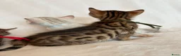 Bengal cats for sale: Stunning Pure Bengal Kittens Ready For Reservation - Advert 10