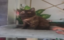 British Shorthair cats for sale: Pure British Shorthair kittens ready to leave  in Birmingham - Image 1