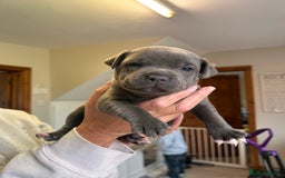Staffordshire Bull Terrier dogs for sale: Exceptional Champion Pedigree, beautiful blues!! - Image 18