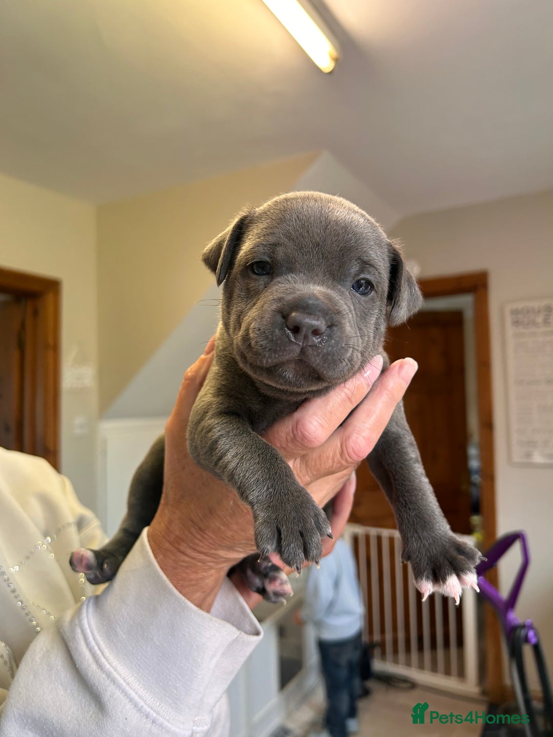 Staffordshire Bull Terrier dogs for sale: Exceptional Champion Pedigree, beautiful blues!! - Image 18