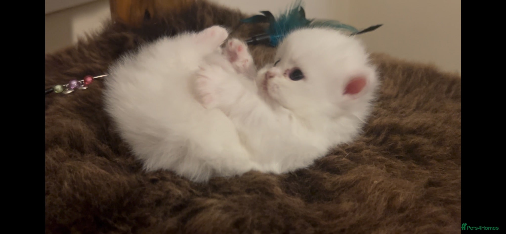 Munchkin cats Sweetest Personality Guaranteed-Fur Babies 🤗 - Advert 1