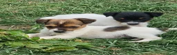 Jack Russell dogs for sale: Jack Russel pups  - Advert 4