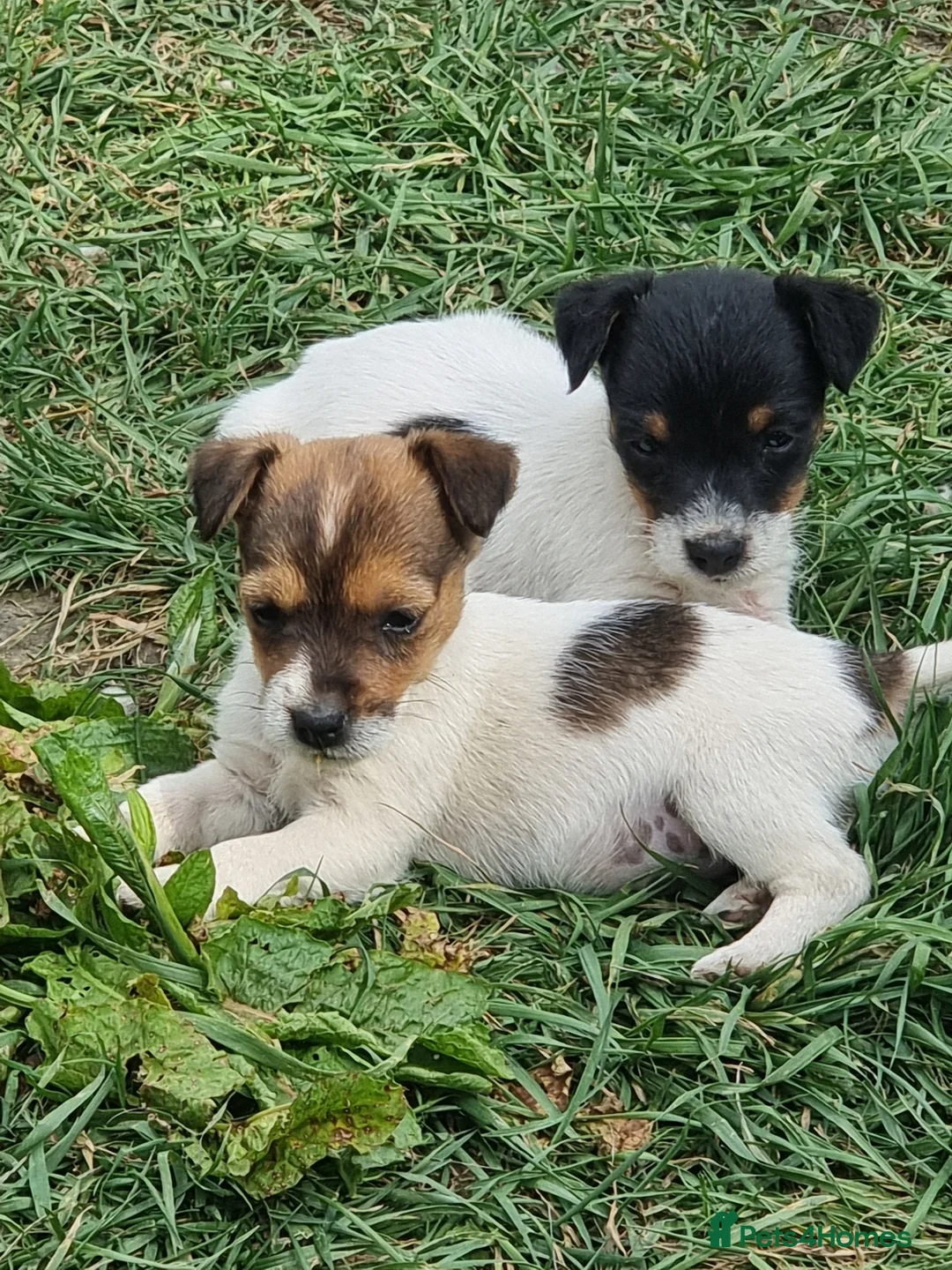 Jack Russell dogs for sale: Jack Russel pups  - Advert 4