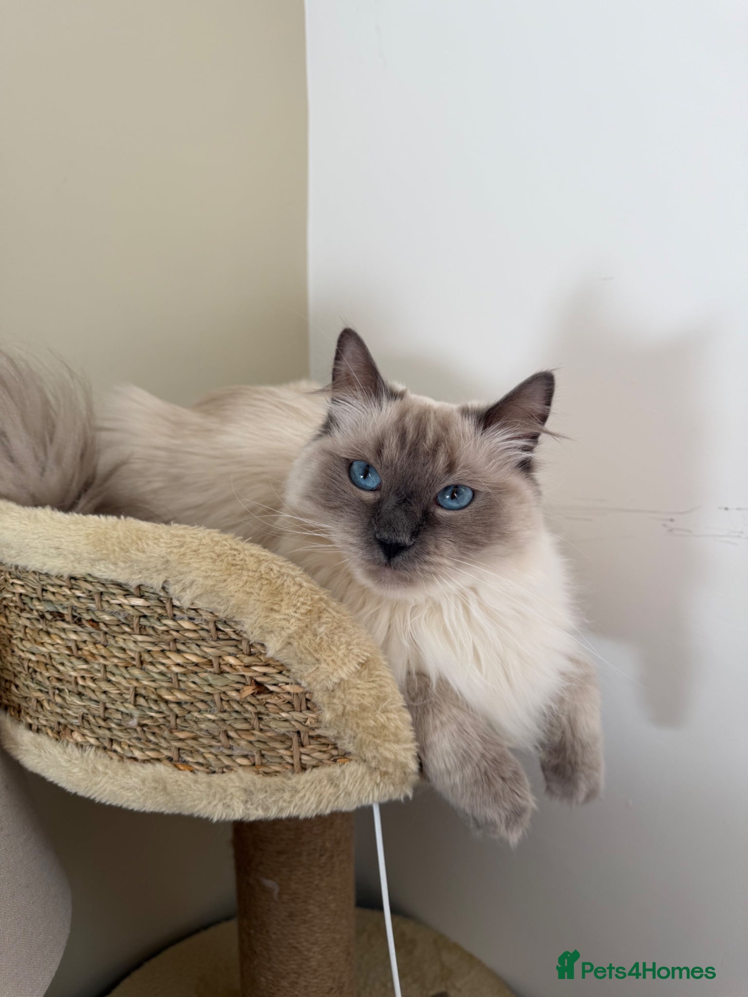 Ragdoll cats Ragdoll needing experienced home - Advert 1