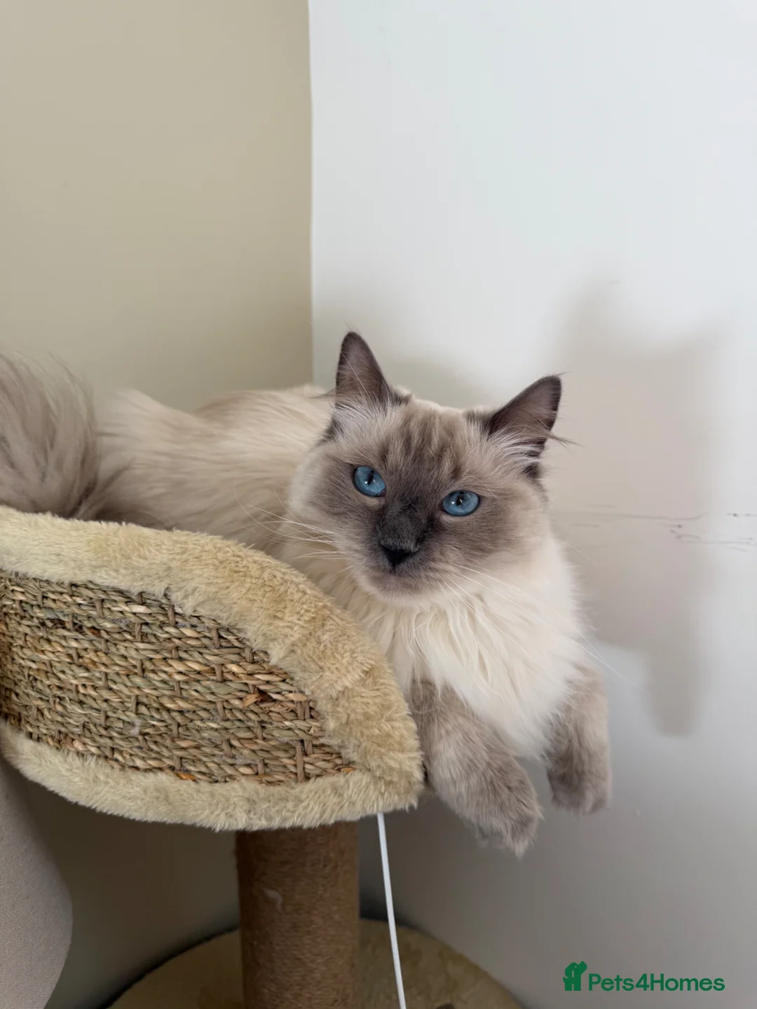 Ragdoll cats for sale: Ragdoll needing forever home - Advert 1