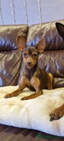 Miniature Pinscher dogs - Advert 2