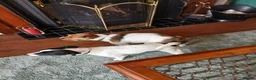 Mixed Breed dogs for sale: 2 lovely Jack Russell 7 week male pups for sale - Advert 4
