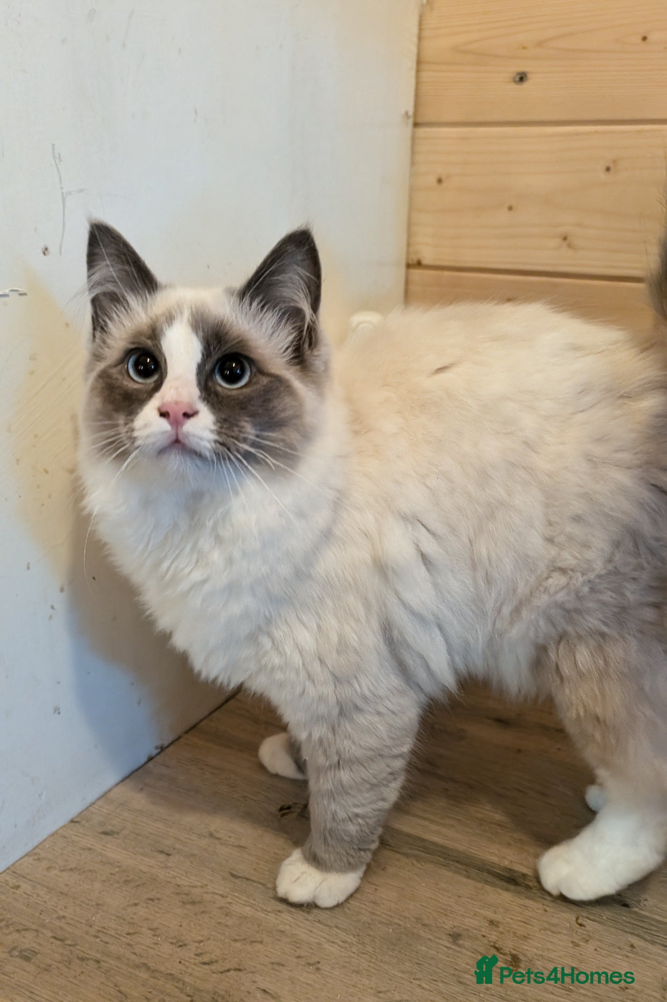 Ragdoll cats for sale: Ragdoll kittens - Advert 10