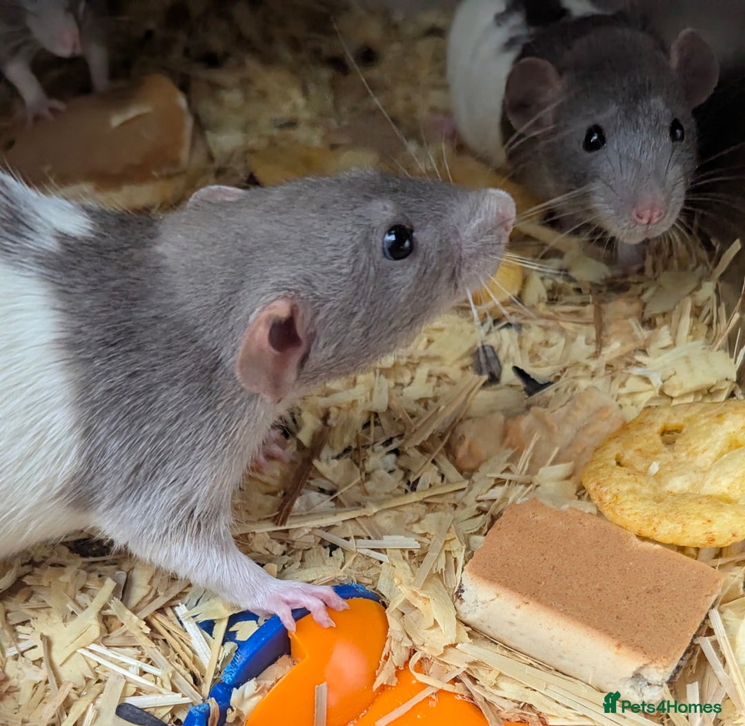 Rat rodents for sale: Fancy,Dumbo,Siamese & Rex ( NEW LITTERS AVAILABLE) - Image 8