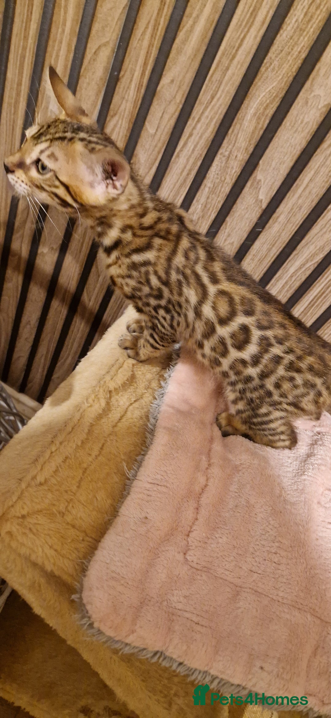 Bengal cats for sale: Beutifull kittens❤️ - Advert 28