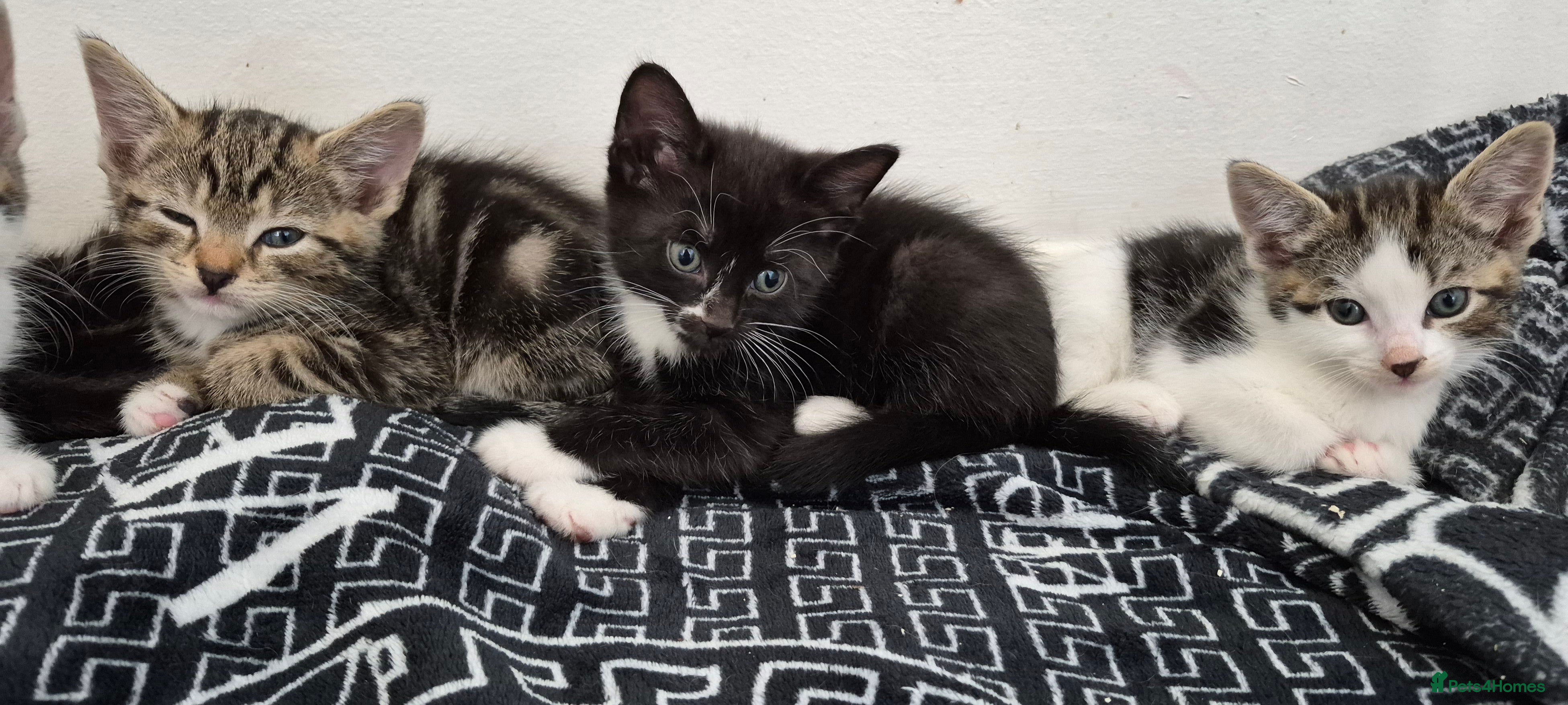 Mixed Breed cats Tabby Kittens and Tortoise Shell - Advert 2