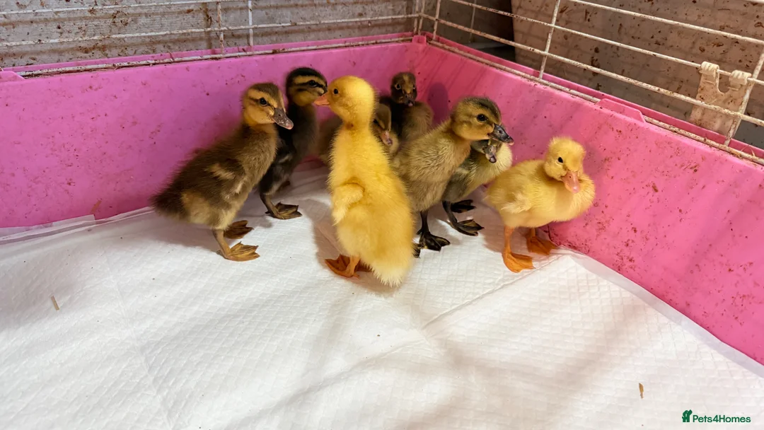 Ducks poultry for sale: Runner duck ducklings  - Advert 1