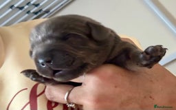 Mixed Breed dogs for sale: French bulldog x daschund - Image 35