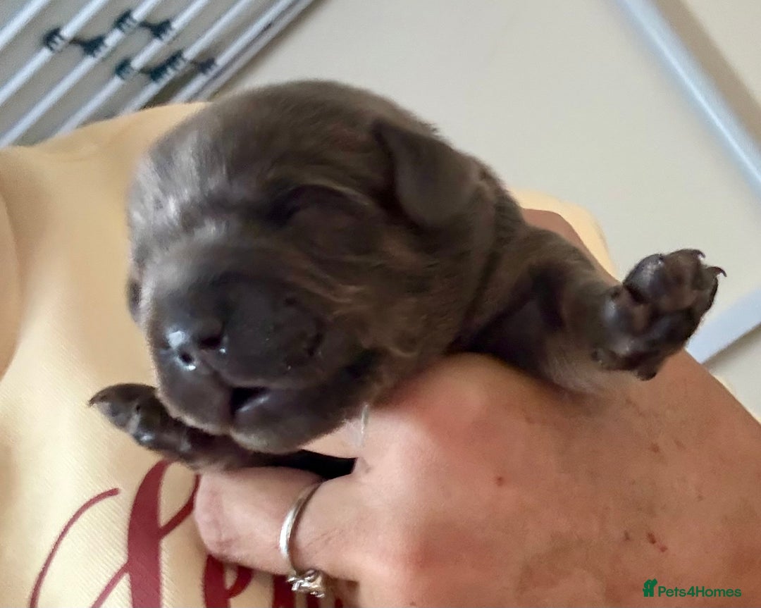 Mixed Breed dogs for sale: French bulldog x daschund - Image 35