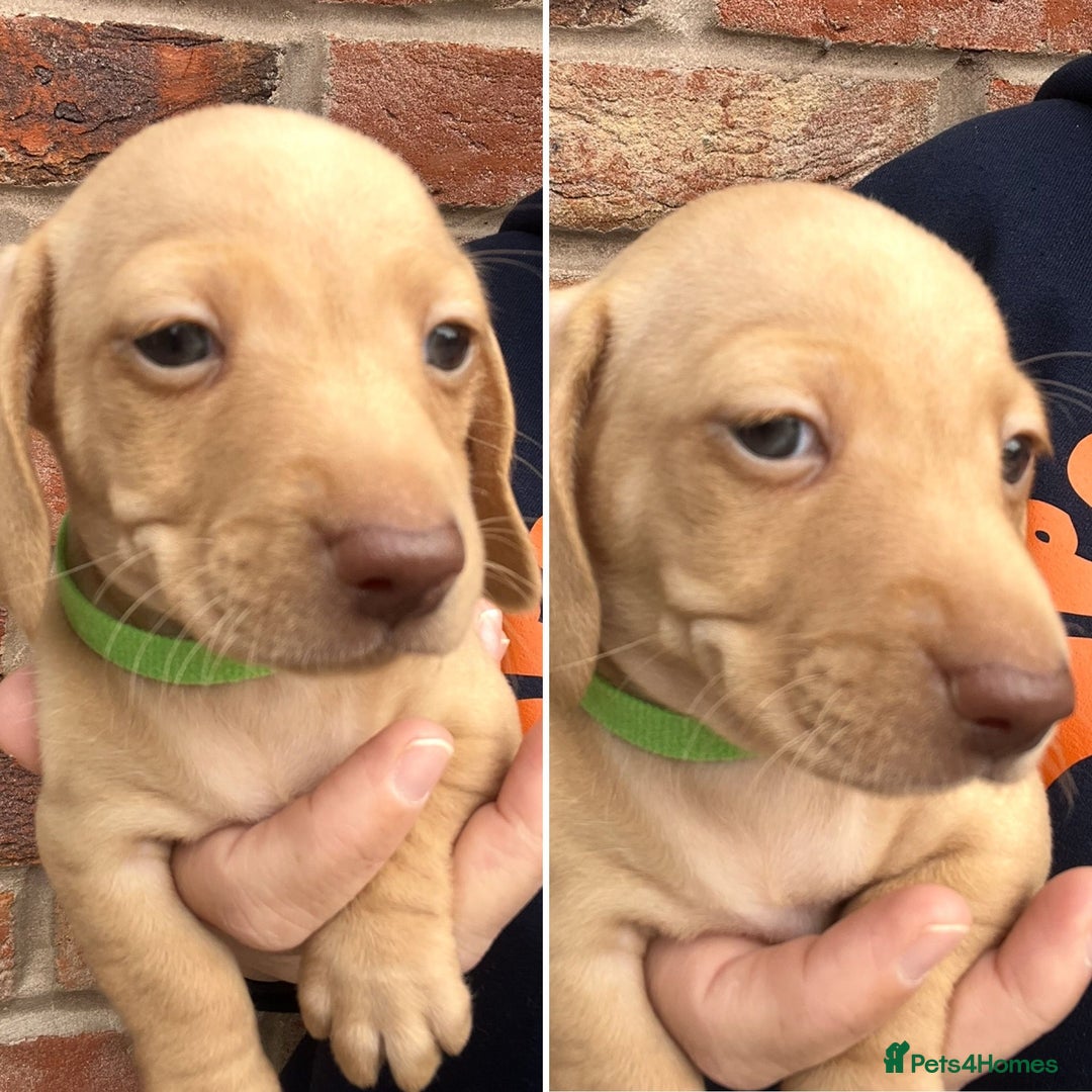 Miniature Dachshund dogs for sale: Quality Miniature Dachshund - Smooth Creams - Image 8