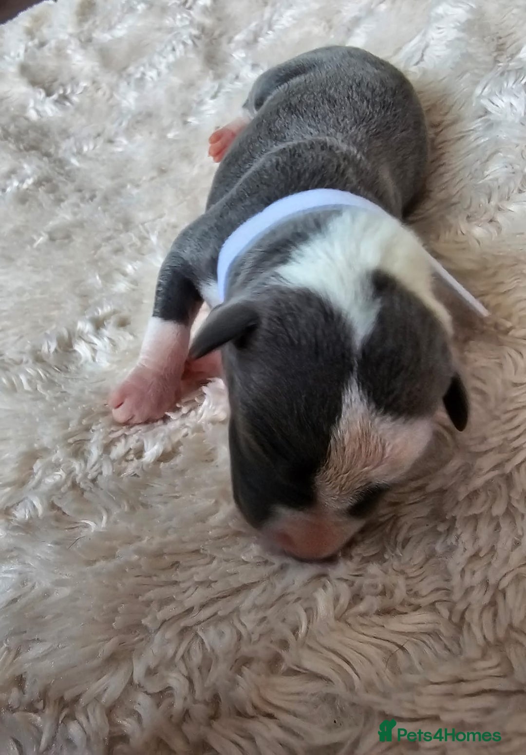 Whippet dogs for sale: Rare colours full pedigree KC Reg whippet pups  - Image 8