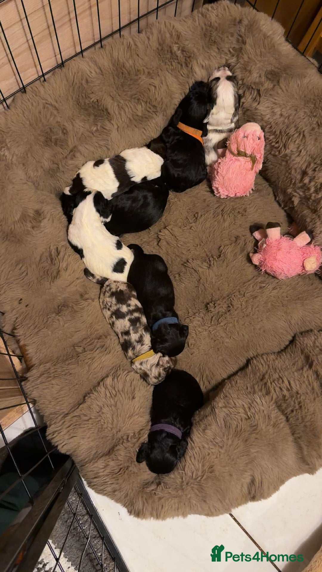 Cocker Spaniel dogs for sale: Cocker Spaniel Merle Puppies  - Advert 27