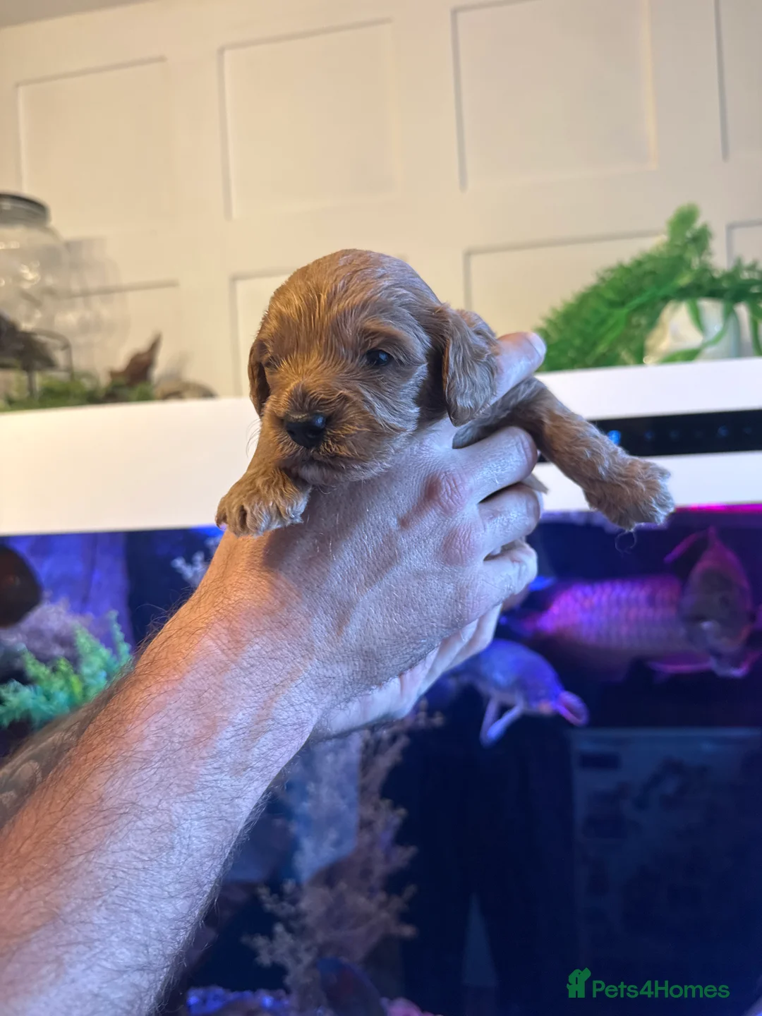 Cavapoo dogs for sale: Adorable F1B Toy Cavapoo Puppies in Ipswich - Advert 5