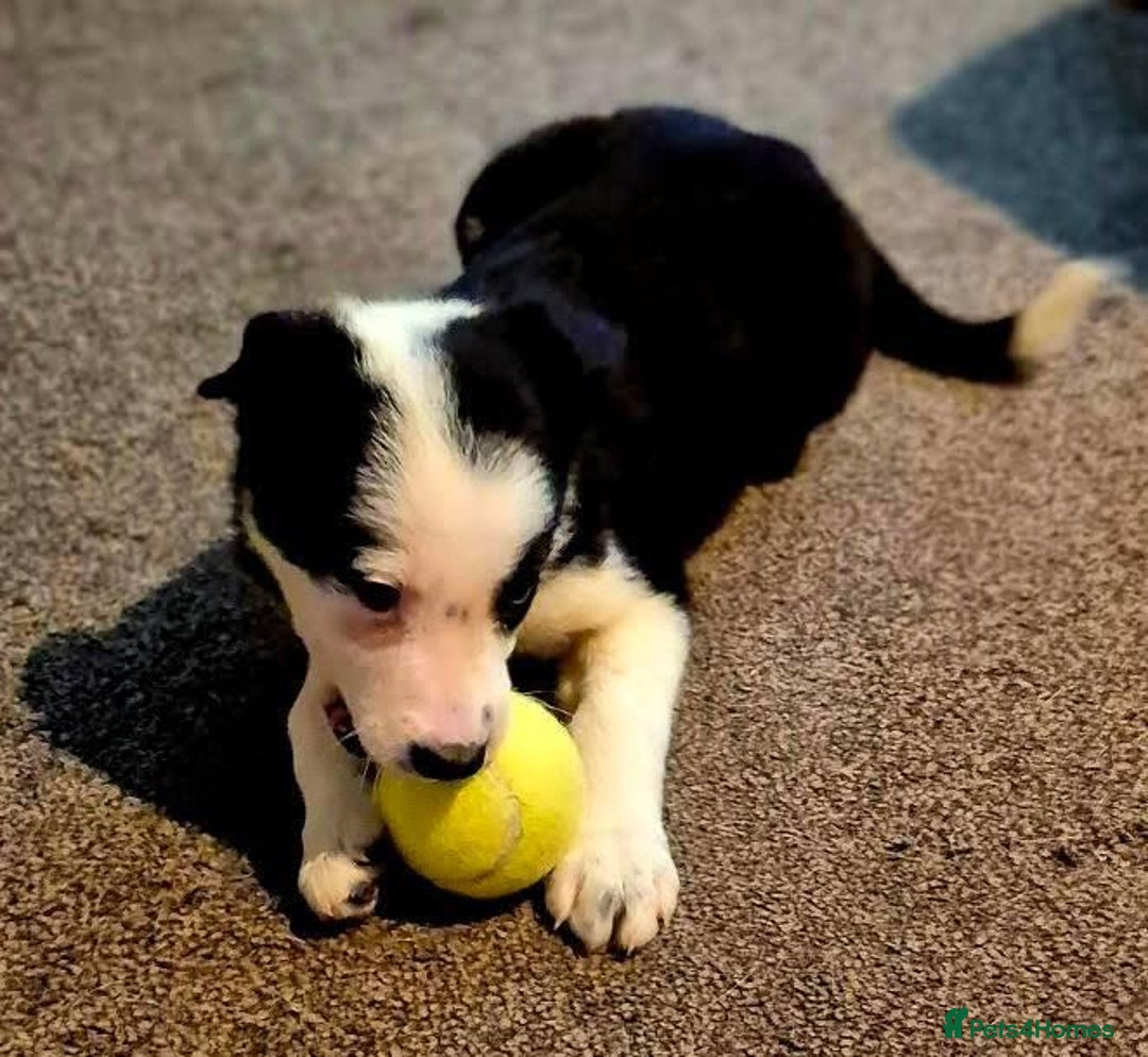 Border Collie dogs for sale: Border collie pups for sale  - Image 11