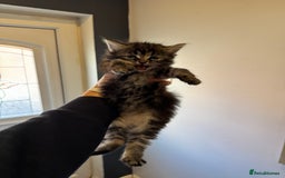 Mixed Breed cats for sale: kittens - Image 3