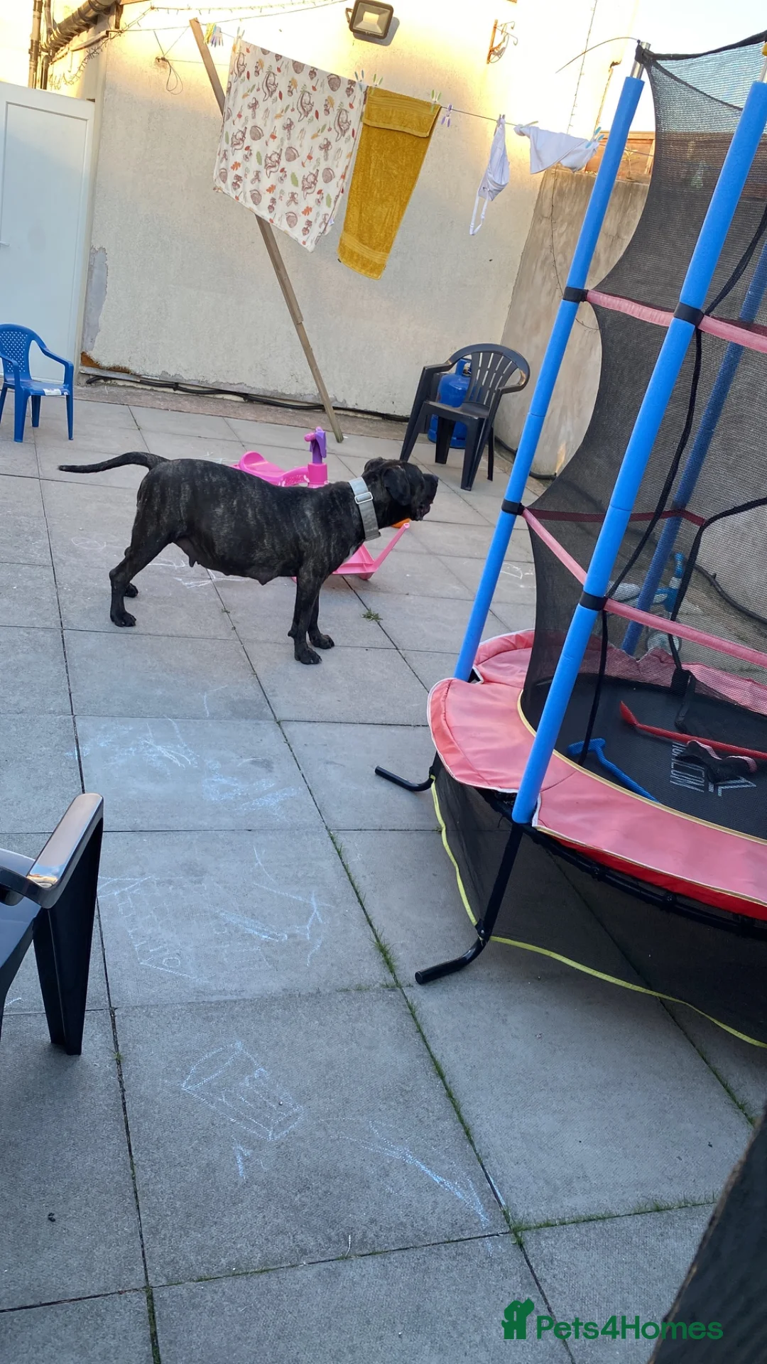Cane Corso dogs for sale: Romanian Bloodline Cane Corso Puppies - Advert 21