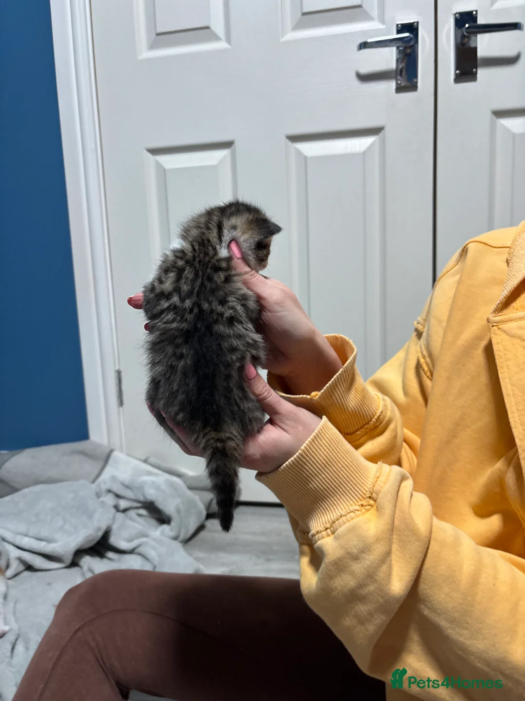 Mixed Breed cats for sale: Mixed breed kittens  - Advert 5