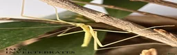 Stick Insects invertebrates for sale: X5 PINK WINGED STICK INSECTS HAPPY TO SHIP  - Advert 2