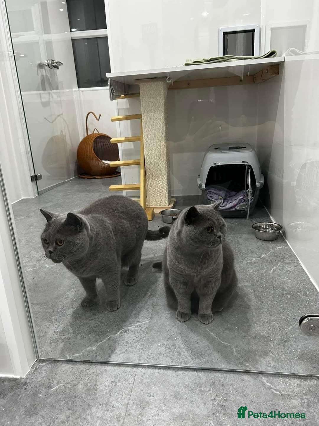 British Shorthair cats for sale: British shorthairs - Blue - Image 14
