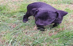 Patterdale Terrier dogs for sale: 4 Lovely Patterdale Puppies - Image 10