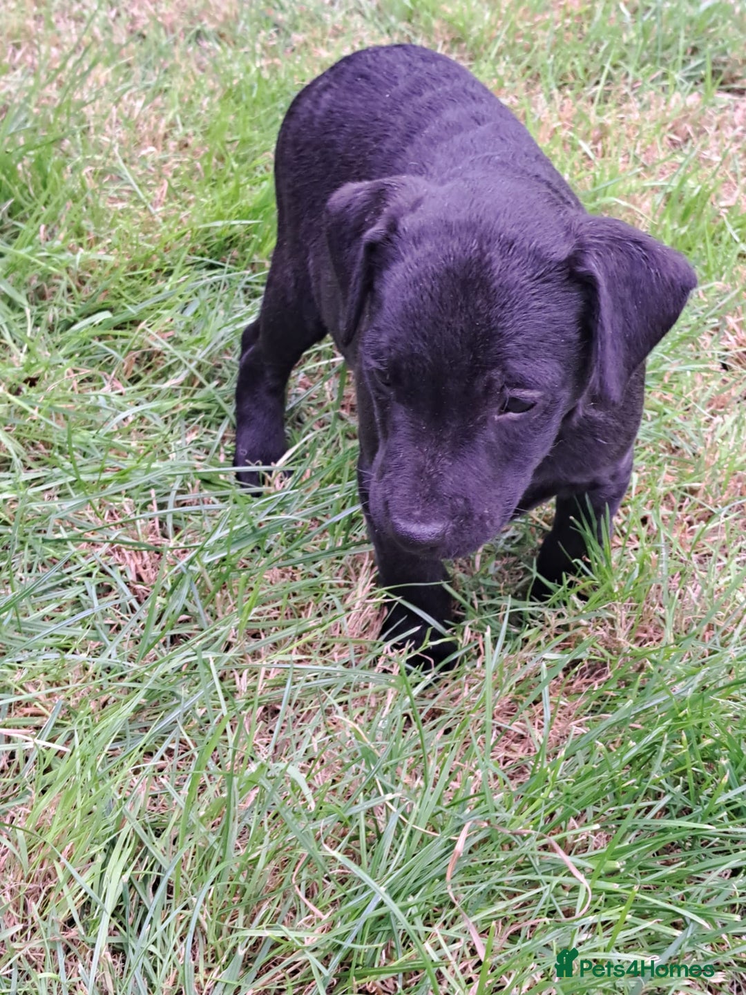 Patterdale Terrier dogs for sale: 4 Lovely Patterdale Puppies - Image 10