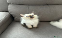 Ragdoll cats for sale: 😻 5 Beautiful Purebred Ragdoll Kittens 😻 - Image 26