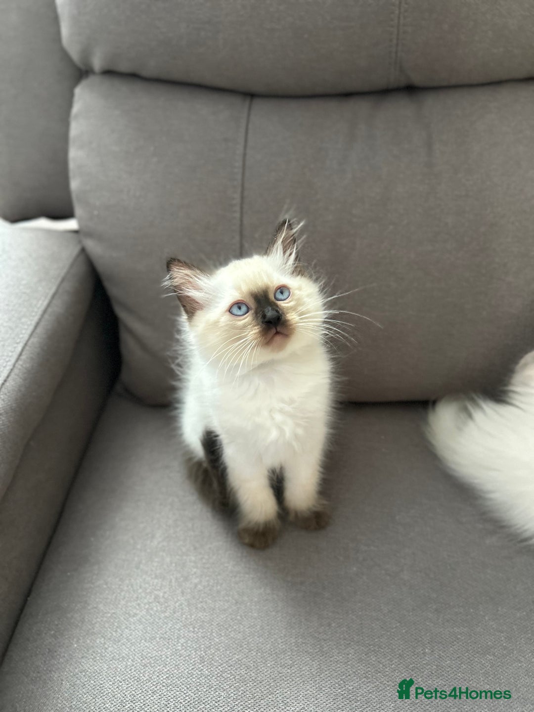 Ragdoll cats for sale: 😻 5 Beautiful Purebred Ragdoll Kittens 😻 - Image 26