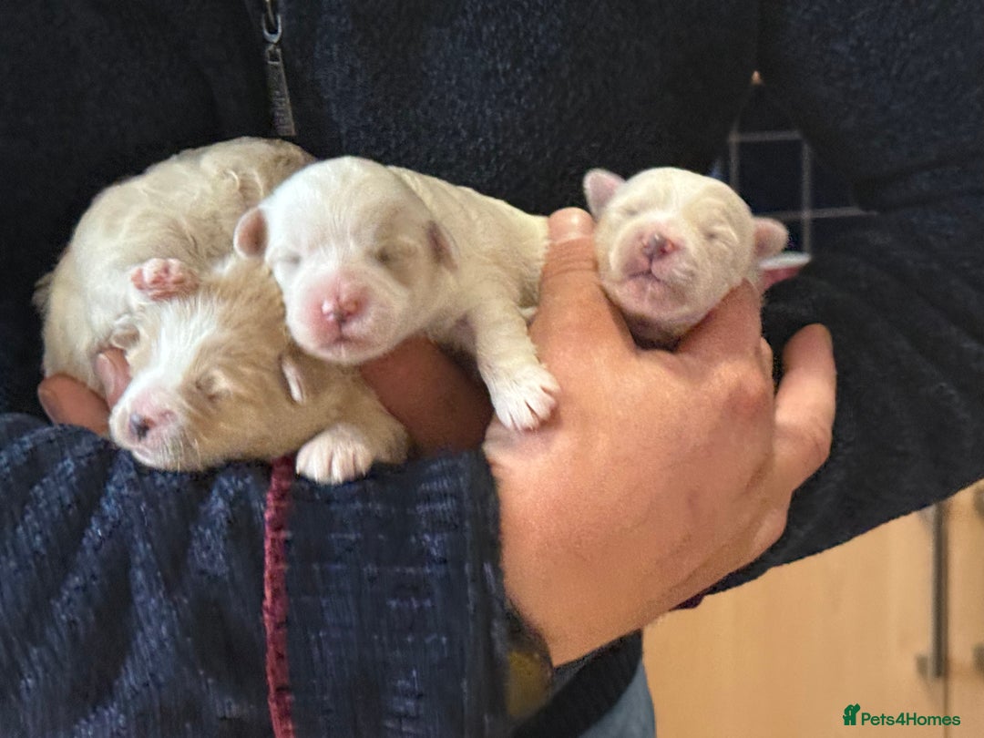 Bichon Frise dogs for sale: Bichon puppies for sale - Advert 7