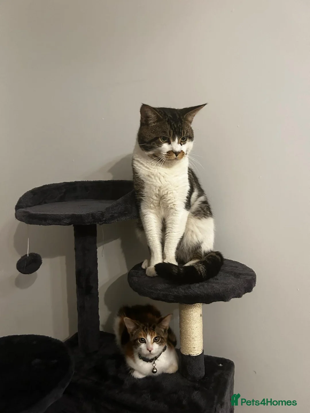 Mixed Breed cats for sale: READY TO GO little half Maine Coon kittens  - Advert 11