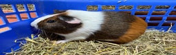 Guinea Pig rodents for sale: Guinea pigs - Advert 4