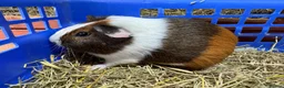 Guinea Pig rodents for sale: Guinea pigs - Advert 4