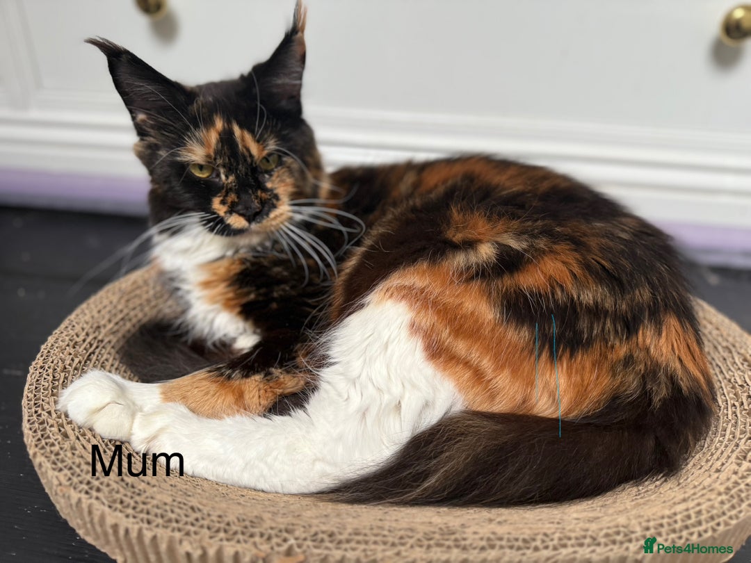 Maine Coon cats for sale: 🐾TICA registered Maine Coon Kittens🐾 - Image 15