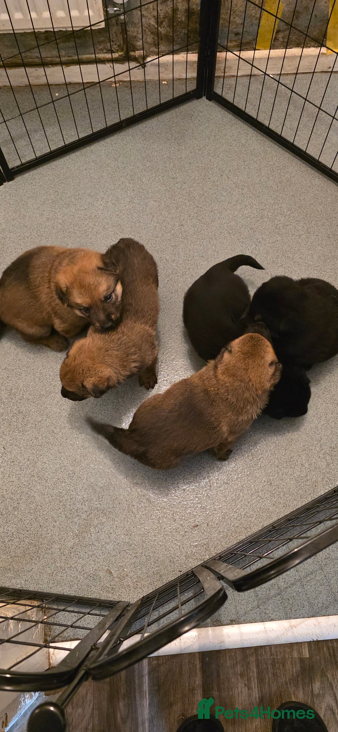 German Shepherd dogs for sale: German Shepherd puppies for sale - Advert 12