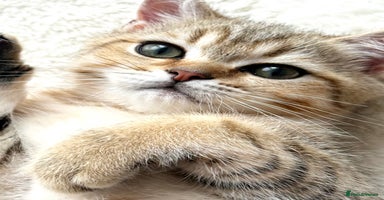 Scottish Fold cats - Advert 11