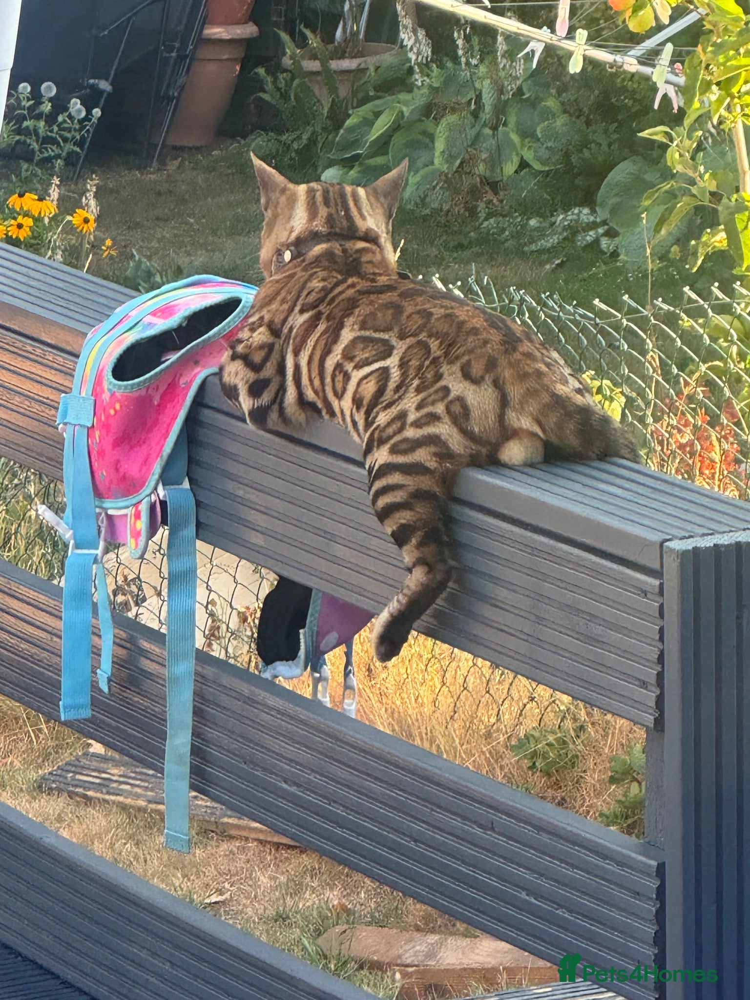 Bengal cats 🐆✨Outstanding TICA Registered Bengal cubs  ✨🐆 - Advert 2