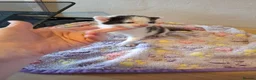 Mixed Breed cats for sale: 4 Black and White Kittens - Advert 5