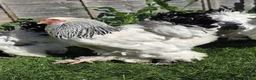 Mixed Breed birds for sale: Buff Cochin  - Advert 4
