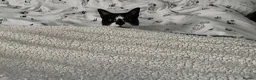 Domestic Shorthair cats for sale: Domestic shorthair tuxedo  - Advert 2