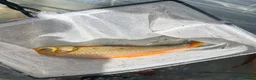 Goldfish fish for sale: Goldfish  - Advert 6
