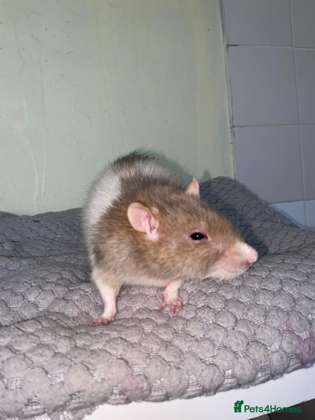 Rat rodents for sale: Mixed sexed baby rats in Chelmsford - Advert 7