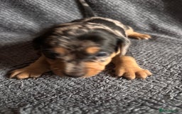 Mixed Breed dogs for sale: 5 gorgeous silver dapple dachshund cross puppies  - Image 3