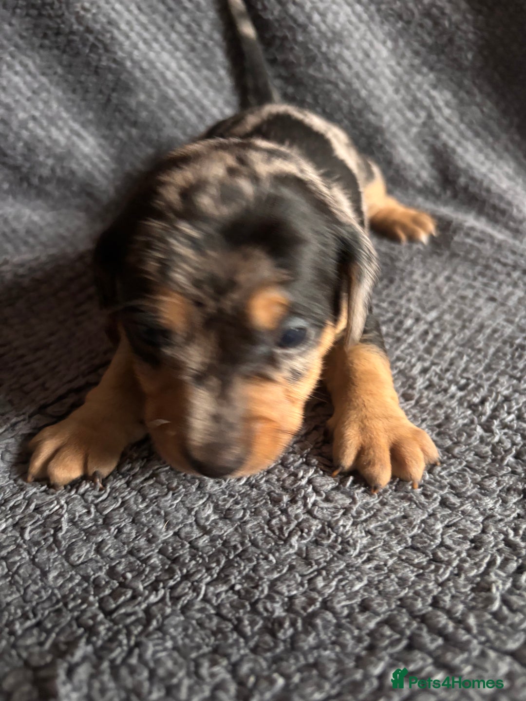 Mixed Breed dogs for sale: 5 gorgeous silver dapple dachshund cross puppies  - Image 3
