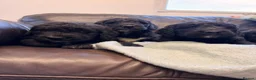 Saint Berdoodle dogs for sale: Saint berdoodle puppies  in Kilmarnock - Advert 21