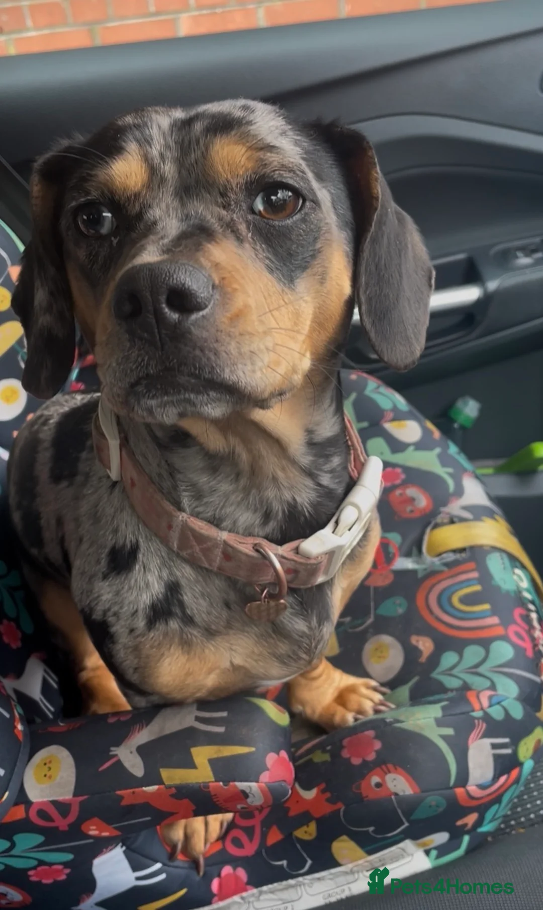 Mixed Breed dogs for sale: Beautiful Dachshund, French bulldog hybrid puppy in Stoke-on-Trent - Advert 2